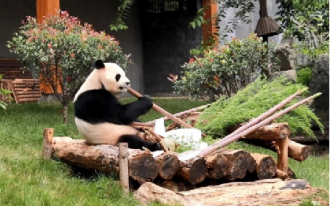 熊猫馆景观绿化及设备安装工程